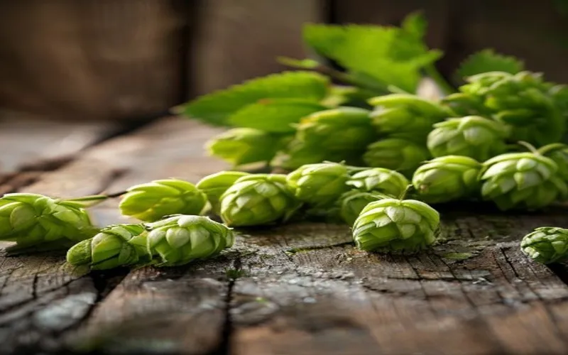 Les polyphénols du houblon : Un trésor pour la récupération ?